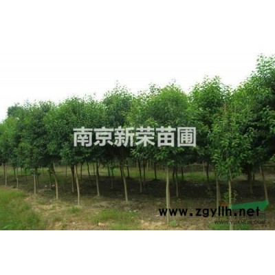 大量的供應(yīng)15的廣玉蘭