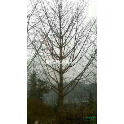 廣西省桂林市全州龍躍苗木供應(yīng)桂花，銀杏，紅楓,