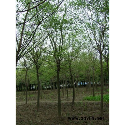 香樟樹(shù)
