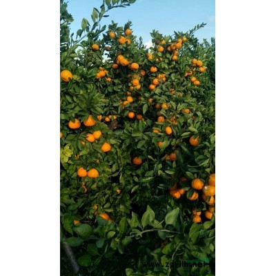 大量銀杏樹桂花樹出售