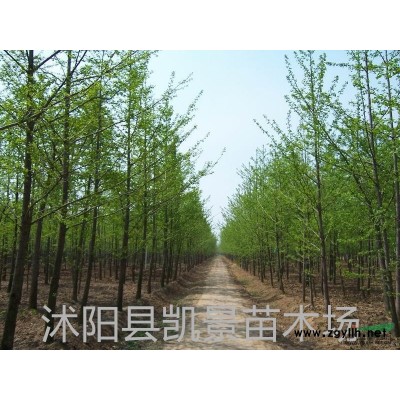 銷售廣玉蘭
