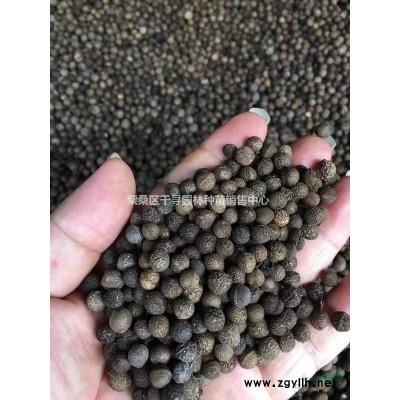 九江香樟種子專業批發，提供香樟種子育苗技術，保證發芽率