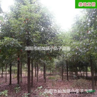 批發(fā)供應香樟樹 全冠 10至12公分 工程苗 常綠喬木 市政