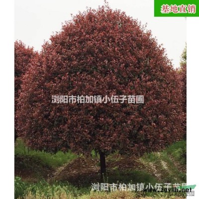 批發(fā)廣玉蘭樹苗10至15公分供應園林綠化工程苗木庭院綠化苗農(nóng)