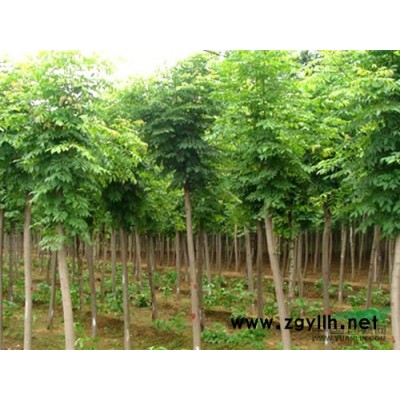 桂花價格，桂花樹價格，苗圃桂花報價