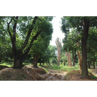 長(zhǎng)興大冠喬木：14-30公分香樟，全冠，樹(shù)形優(yōu)美，價(jià)格合理