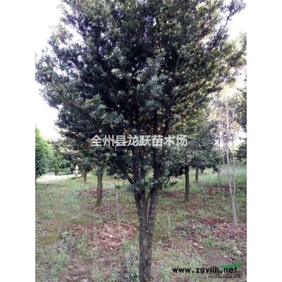 廣西省桂林市全州供應(yīng)桂花10一30公分大桂花。