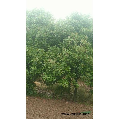河南桂花 駐馬店桂花樹 河南桂花農(nóng)戶批發(fā)/供應(yīng)