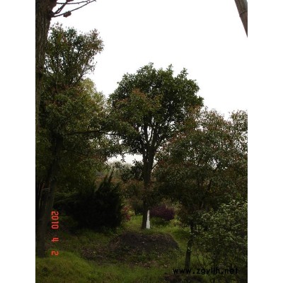 香樟