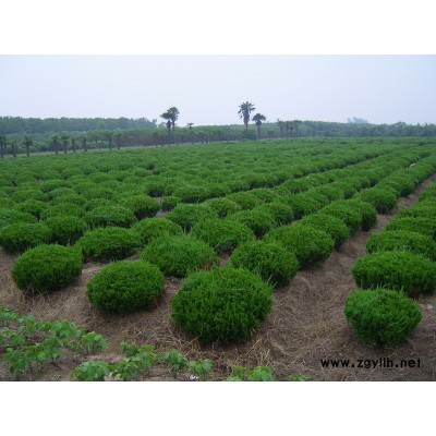 本公司苗木品種調(diào)整整體處理大葉女貞8-15公分約3000棵