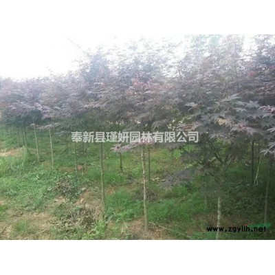 江西桂花苗木地徑2-3公分桂花報價
