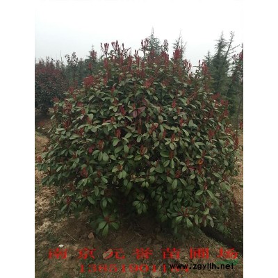 江蘇南京高桿女貞，冬青樹(shù)，大葉女貞，小葉冬青，女貞報(bào)價(jià)