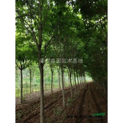 河南南陽供應大小規格大葉女貞
