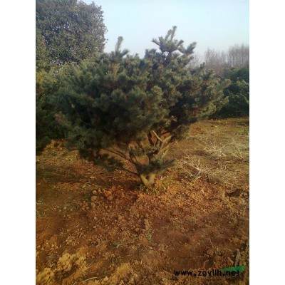 江西桂花P4.5米*新報價/四季桂花P4.5米圖片