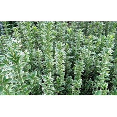 金桂桂花 安徽桂花 安徽金桂花 精品桂花 桂花價(jià)格|桂花小苗