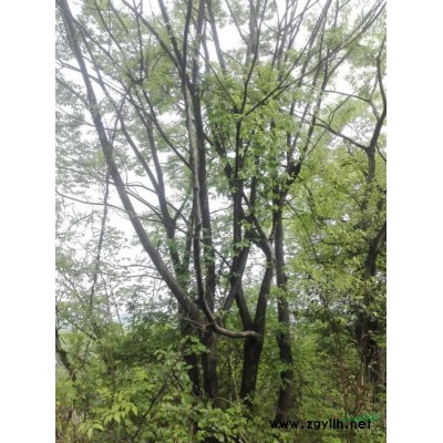 廣西桂林供應10至4O公分桂花