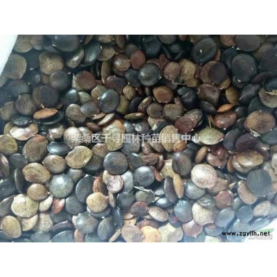 江西桂花小苗基地供應，桂花小苗一棵8毛錢