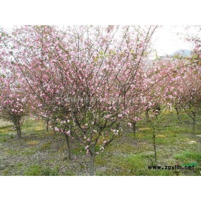 杜英樹(shù)15-30公分