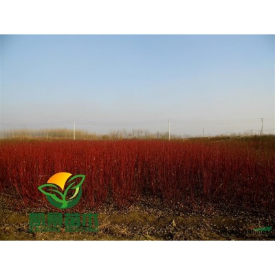 售龍柏球、桂花、紅葉小檗