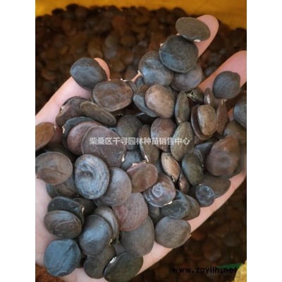 杜英種子，江西杜英種子，九江杜英種子，杜英小苗0.5元/棵