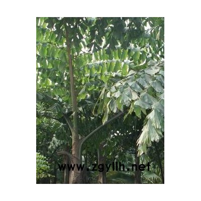 杜英樟樹(shù)桂花法國(guó)梧桐
