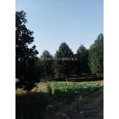 供應(yīng)樂(lè)昌含笑，紅楓，馬褂木等