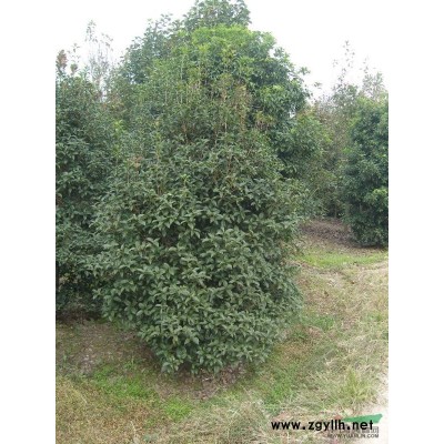 桂花，浙江桂花，桂花照片，桂花價(jià)格