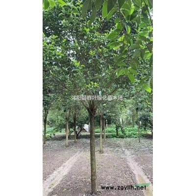 叢生美國紅楓價格_叢生美國紅楓圖片_叢生美國紅楓產(chǎn)地_叢生美國紅楓基地