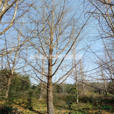歐洲紅楓批發 常年紅批發