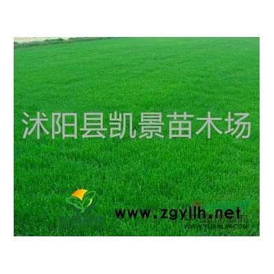 供應薔薇，櫻花小苗，紅楓小苗，玉蘭小苗