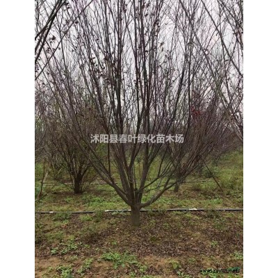 紅葉李小苗紅葉李處理紅葉李產(chǎn)地叢生紅葉李