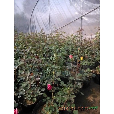 供應造型小葉女貞、紅楓、玉蘭、紫薇、紅葉李