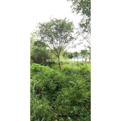 漳州基地大量精品紅葉李紫葉李袋苗規格*提供正規專業發票