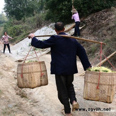 八月鮮桂花，干桂花大量供應(yīng)