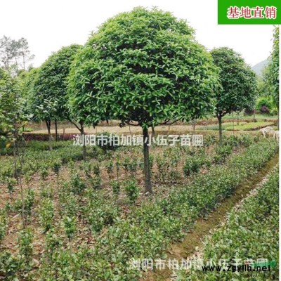 批發(fā)美國紅楓樹  供應園林綠化工程苗木 庭院綠化全冠 5至1