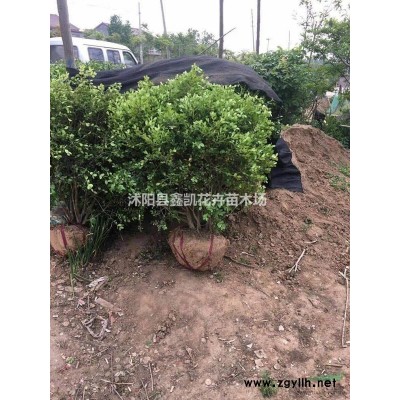 產(chǎn)地供應(yīng)3公分4公分紅葉李價格低/量大
