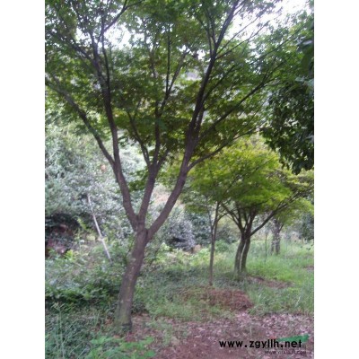 小紅楓，紅楓苗，紅楓價(jià)格，