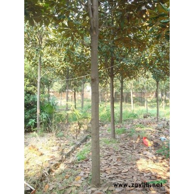湖北地區供應D2-12公分高桿紅葉石楠