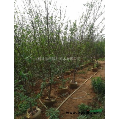 漳州地被 基地金邊假連翹大量袋苗??！