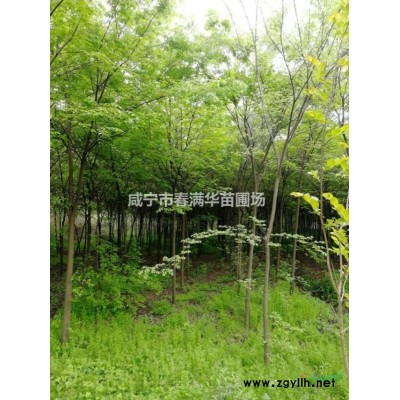 供應紅葉石楠