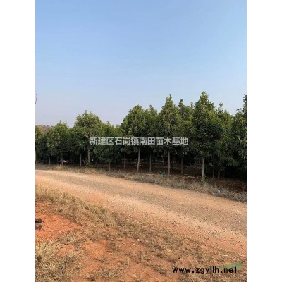 江西供應紅葉石楠樹。