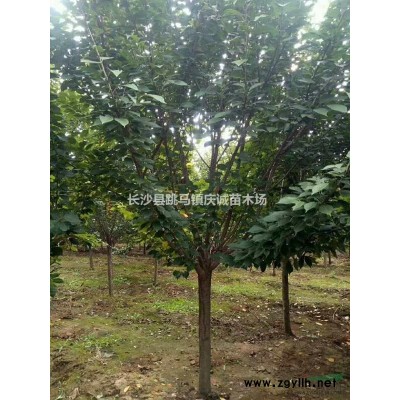冬青柱子，珊瑚柱子，法國冬青柱子80至250公分高