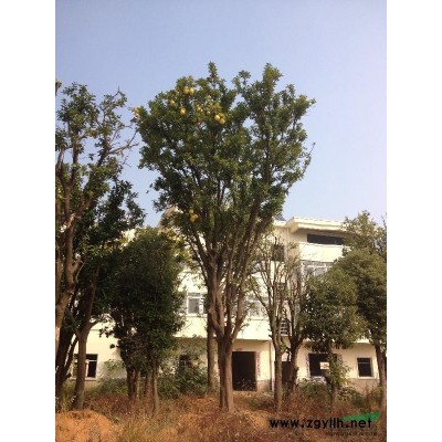 江西金森女貞 南昌金森女貞價格 大小規(guī)格金森女貞批發(fā)/供應(yīng)