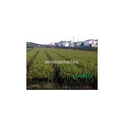 供嫁接油茶苗營器杯數(shù)億株，紅花油茶百萬株