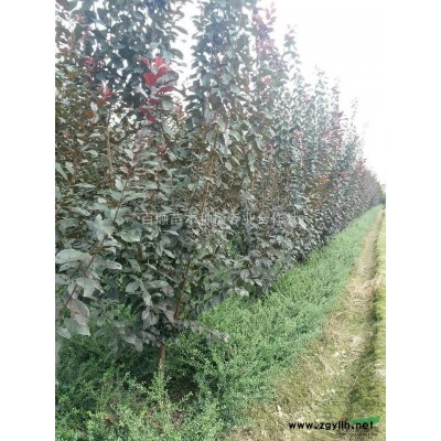 高產量油茶苗，湖南地區(qū)大量供應高產量油茶苗