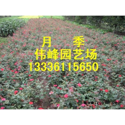 茶梅、灑金柏、闊葉十大功勞